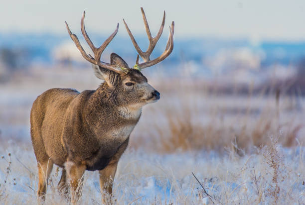 눈 덮인 초원의 거대한 노새 사슴 벅 - mule deer 뉴스 사진 이미지