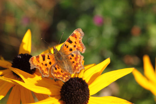 the butterfly is sitting on a withered branch