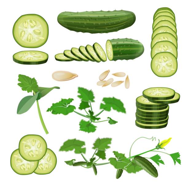 오이 세트 벡터입니다. - cucumber vegetable isolated vector stock illustrations