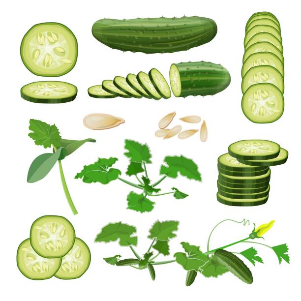 Cucumber set vector. Cucumber set: seeds, sprout, vine, flower, plant, fruits and cut pieces. Vector illustration isolated on white background cucumber slice stock illustrations