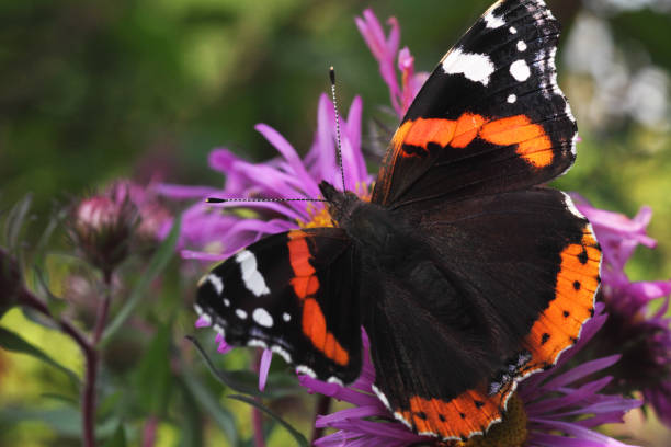 istock Red admiral butterfly 1183588804