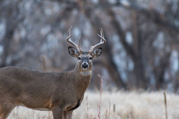 istock A White-tailed Deer Buck in the Plains on a Chilly Morning 1183588808