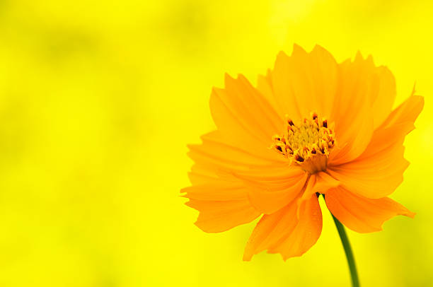 Marigold is herbaceous plant that belongs to the family Asteraceae. Marigold comes in different colors; yellow or orange being the most common. Majority of marigold species bloom during summer and autumn. Most of the marigold have strong, pungent odor and have great value in cosmetic treatment.