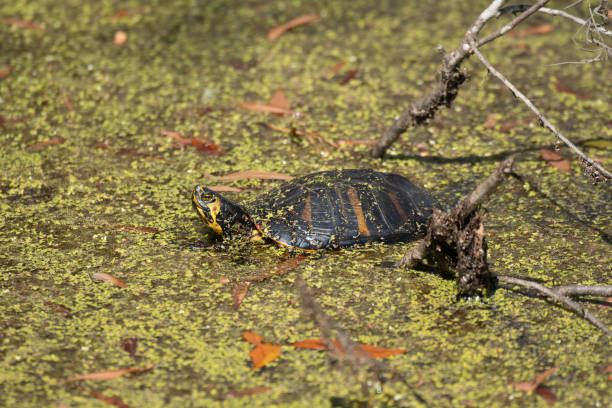 una tortuga de color amarillo se toma el sol en un pantano - emídidos fotos fotografías e imágenes de stock