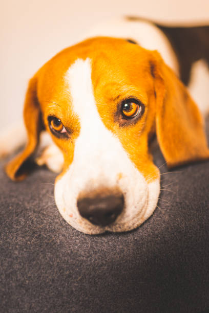 istock Sleeping beagle dog on sofa. Lazy day on couch 1183590916