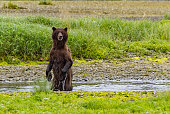 Alaska Brown Bear on Hind Legs Fishing in a Coastal Stream