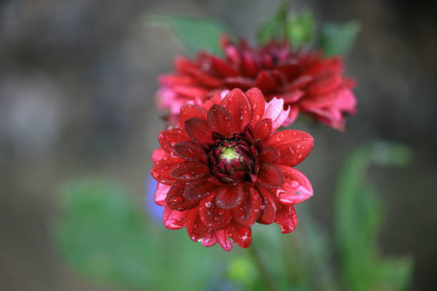 istock Red Dahlia in Rain 1183592717