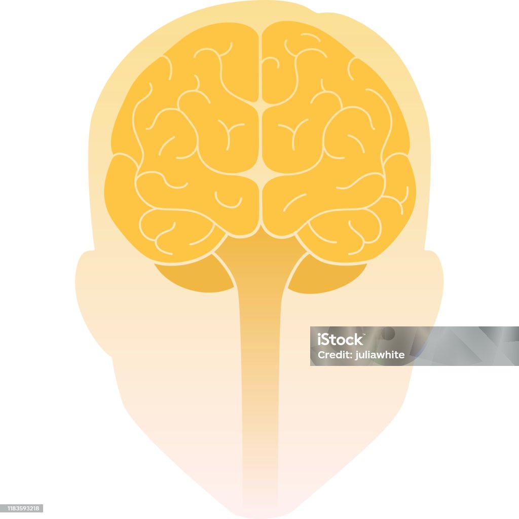 Human Head Front View And The Brain Inside Human Brain Front View ...