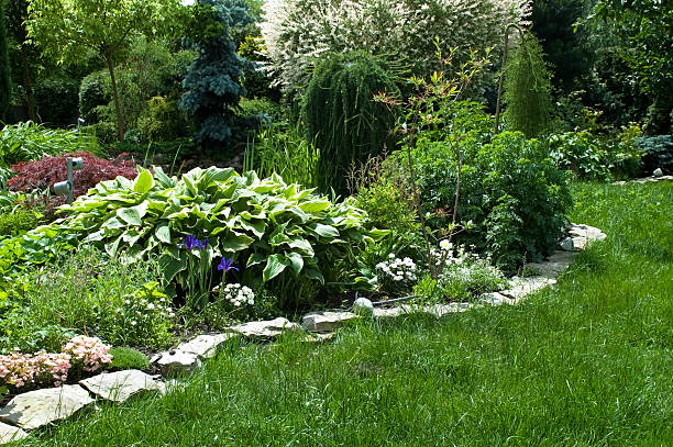 穏やかなグリーンの無駄な夏 garden. - 4593 ストックフォトと画像