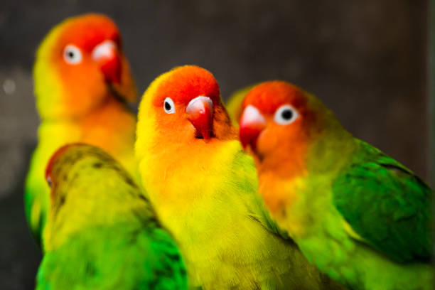 istock Beautiful parrots, Sun Conure on tree branch. 1183594595
