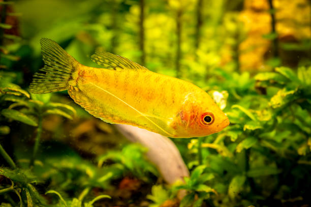 Gold Gourami Trichogaster trichopterus Gold Gourami Trichogaster trichopterus in fish tank trichogaster trichopterus stock pictures, royalty-free photos & images