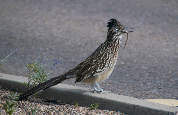 istock A Greater Roadrunner Eating a Snake 1183596154