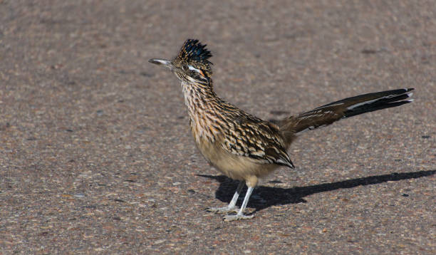 istock A Greater Roadrunner on the Road 1183596223