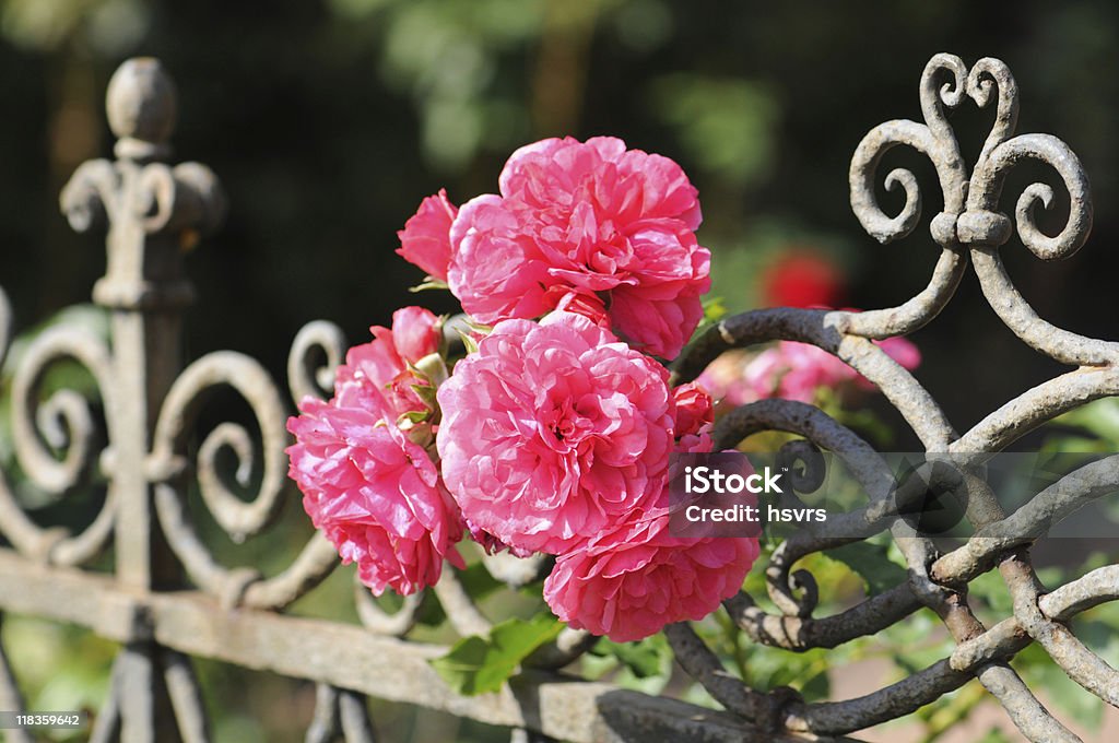 Rosa Rosa Acicularis em um muro - Foto de stock de Cemitério royalty-free