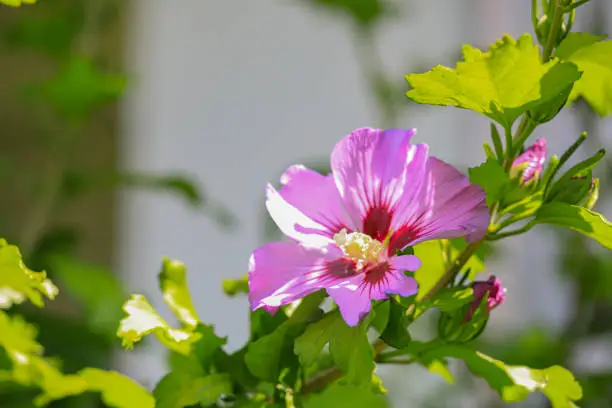 Hibiscus (Hibiscus syriacus)