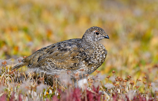 A White-tailed Ptarmigan Chick Foraging the Rocky Mountains for Food
