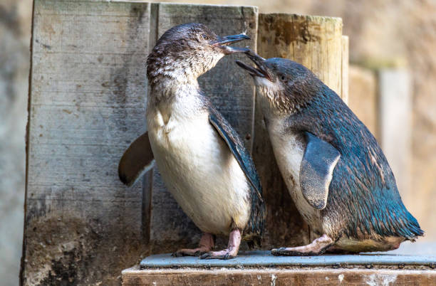 пара маленьких голубых пингвинов в аквариуме - fairy penguin стоковые фото и изображения