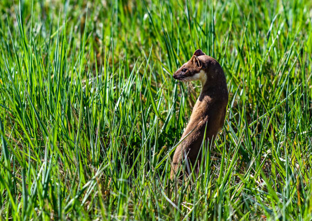 istock A Short-tailed Weasel Looking Over the Grass on the Plains 1183598402