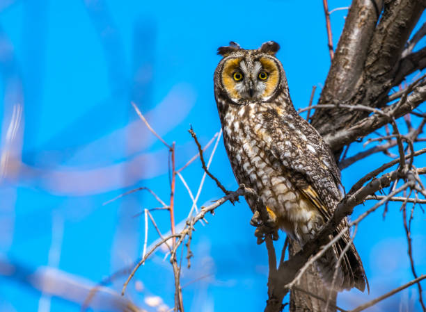 istock Long-eared Owl Roosting in Daylight 1183598461