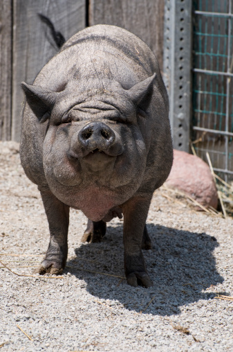 Close-up photo of a pig with Swine erysipelas