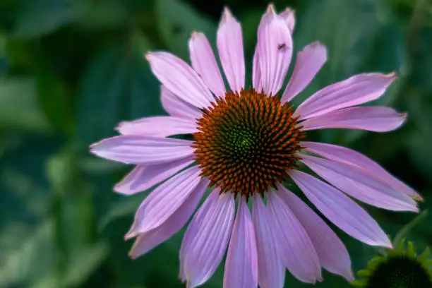 Closeup of pink or purple coneflower. Ant is travelling on petal.