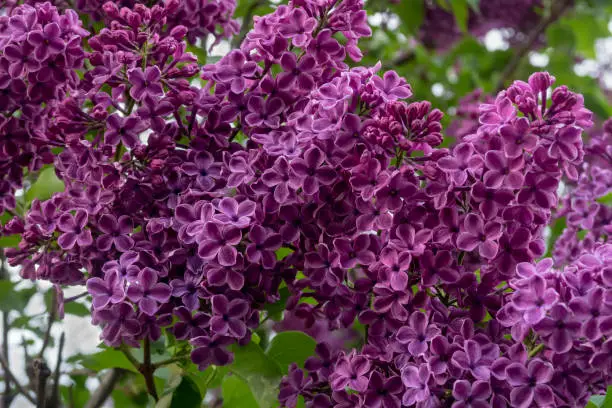 Purple lilac with green leaves. Floral background. Spring season.