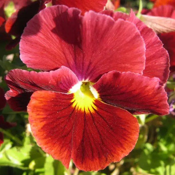 Red pansy flower. Close up.