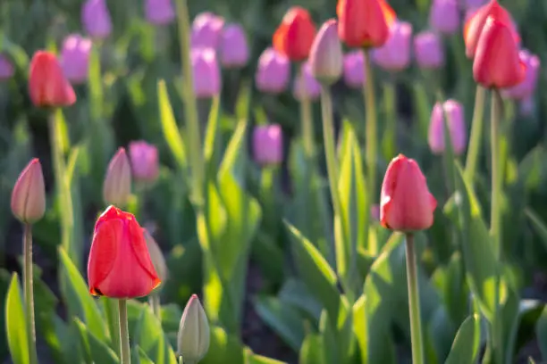Red and pink tulips field.