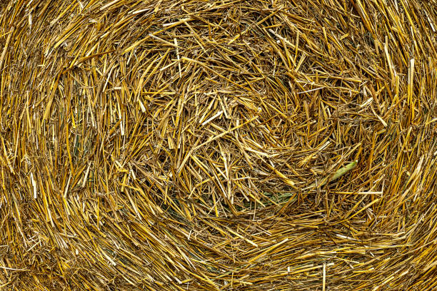 istock texture of a straw bale 1183601223