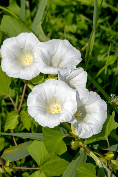 Close-up of five white flowers of a hedge bindweed hedge bindweed blossoms, grass, lawn, meadow convolvulus photos stock pictures, royalty-free photos & images