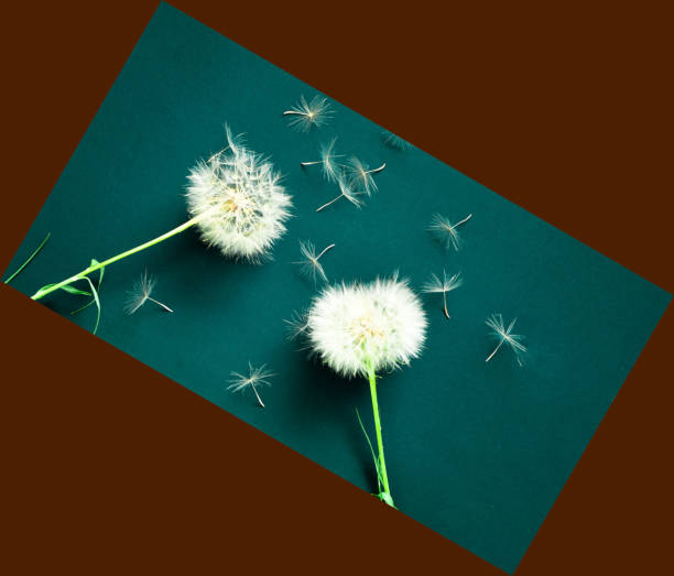 istock Creative background with white dandelions inflorescence.  Concept for festive background or for project. 1183601458