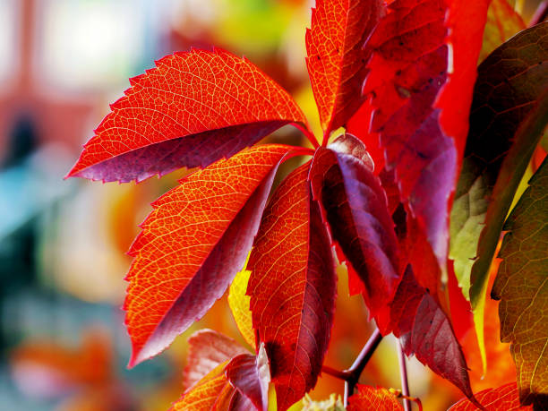 istock Autumn landscape with road 1183601726