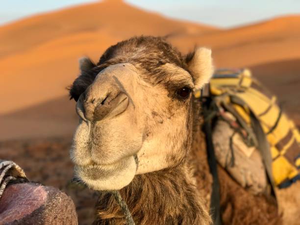 istock Portrait of a camel 1183602581