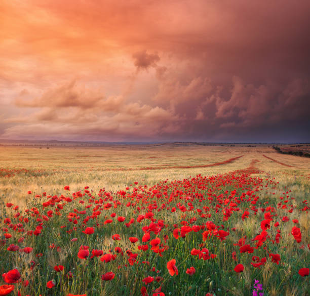 istock Meadow of wheat and poppy. 1183604036