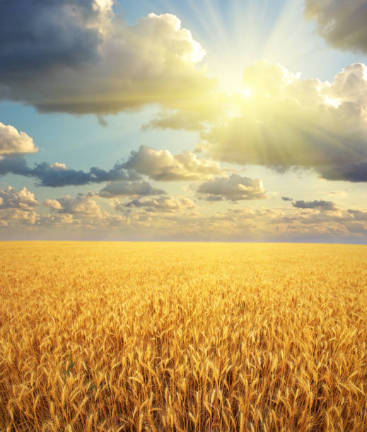 istock Meadow of wheat 1183604189