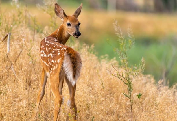 istock A Beautiful White-tailed Deer Fawn in a Meadow 1183605107