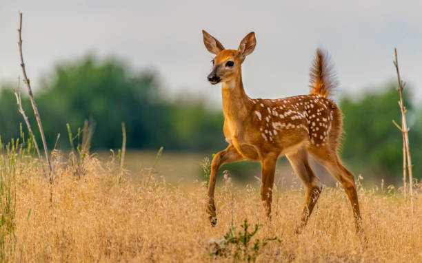 istock A Beautiful White-tailed Deer Fawn in a Meadow 1183605172