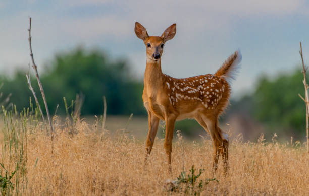istock A Beautiful White-tailed Deer Fawn in a Meadow 1183605430