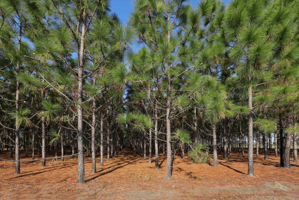 pini che crescono dritti - lumber industry forest tree pine foto e immagini stock
