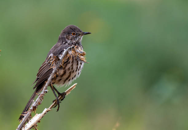 istock Sage Thrasher on the Prairie 1183605587