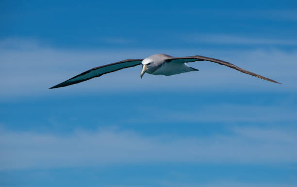 Salvin's Albatross A Beautiful Salvin's Albatross in Flight Off the Coast of New Zealand mollymawk photos stock pictures, royalty-free photos & images