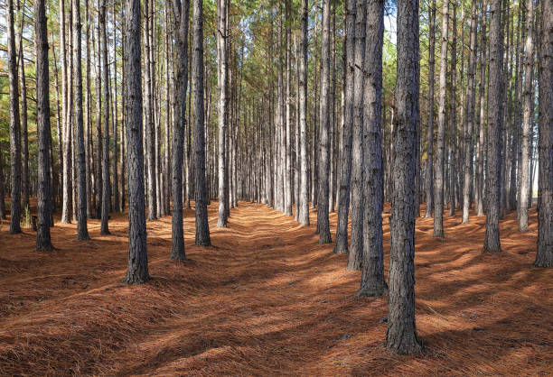 pine trees growing straight up - forest industry imagens e fotografias de stock