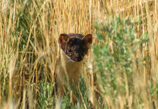 istock Short-tailed Weasel Standing and Blending in with the Tall Grass 1183605788