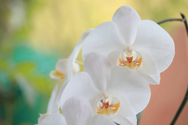istock Orchid- Phalaenopsis Orchid 1183605934