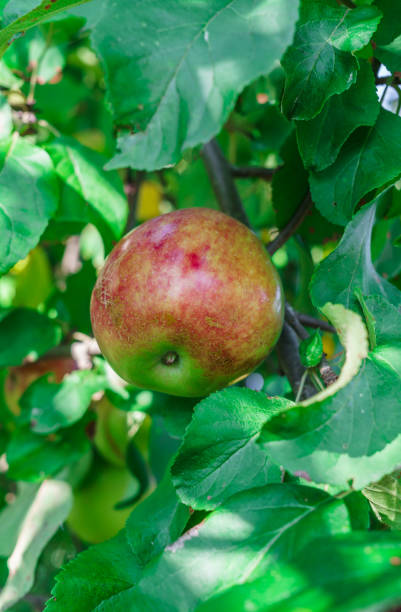 istock Apple garden full of riped red apples. 1183606482