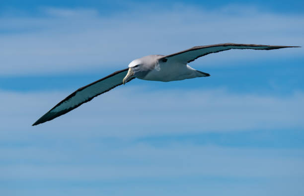 Salvin's Albatross A Beautiful Salvin's Albatross in Flight Off the Coast of New Zealand mollymawk photos stock pictures, royalty-free photos & images