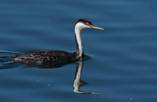 A Western Grebe Swimming in a Calm Lake