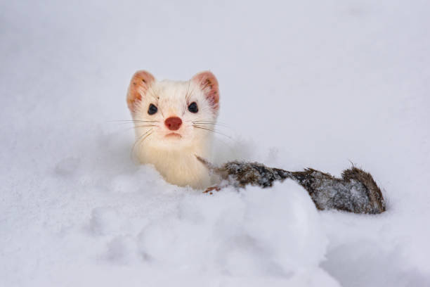 istock Short-tailed Weasel in its Winter Fur 1183607077