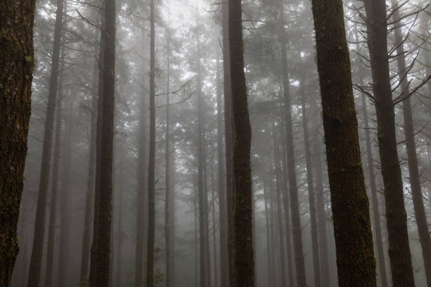 Foggy forest, Madeira, Portugal