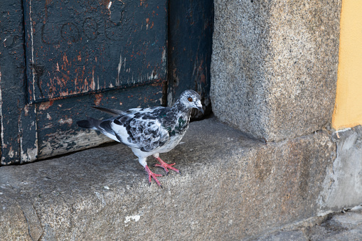 Pigeon on the street